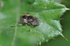 Eristalinus sepulchralis